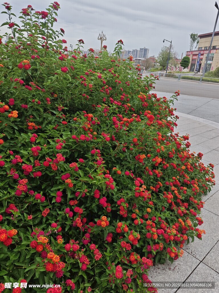 路邊盛放的鮮艷花叢