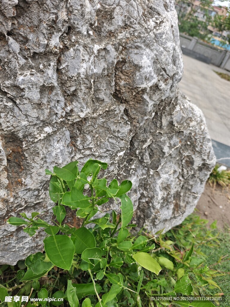 石縫中生長(zhǎng)的翠綠植物