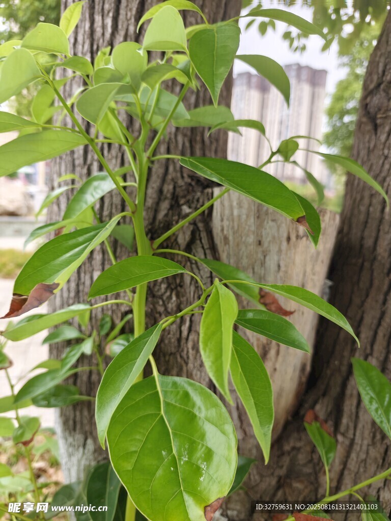 樹(shù)干旁生長(zhǎng)的翠綠藤蔓植物