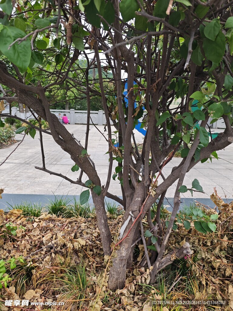 路邊枯樹與綠植景象