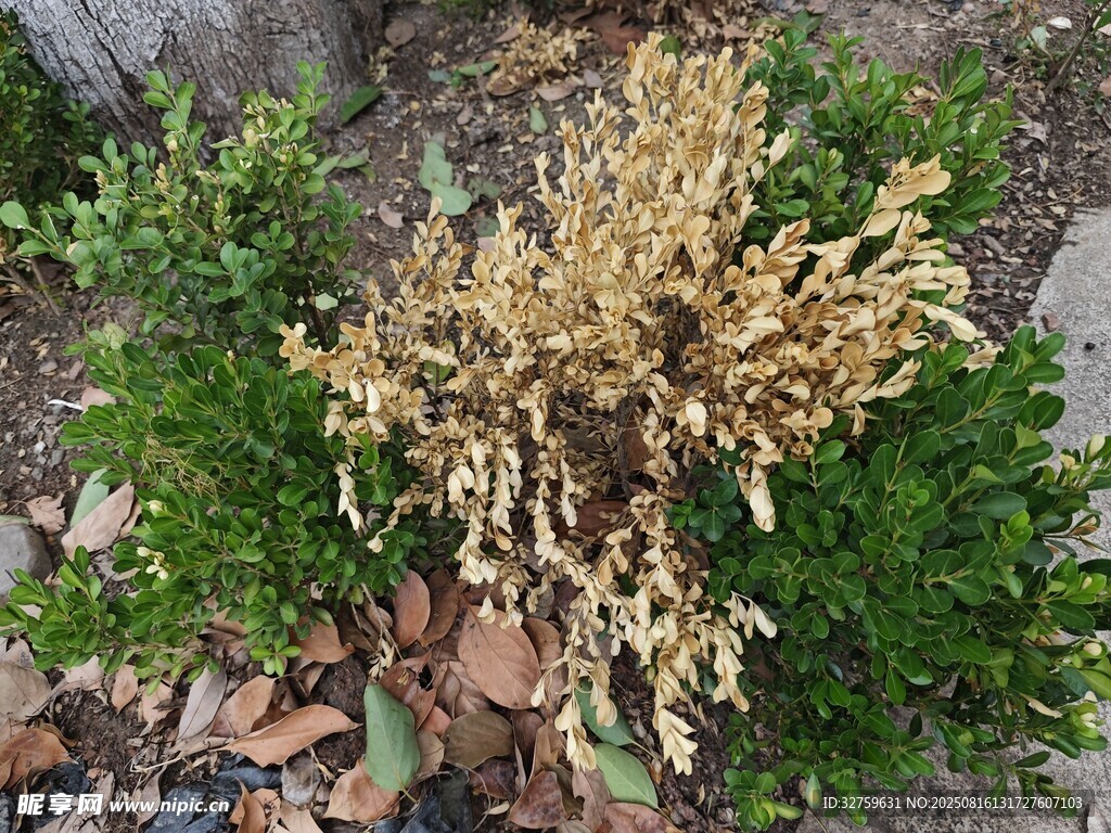 枯黃綠植與周邊生機景象