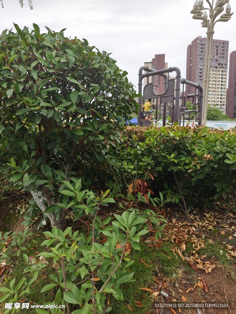 城市中的綠植景觀