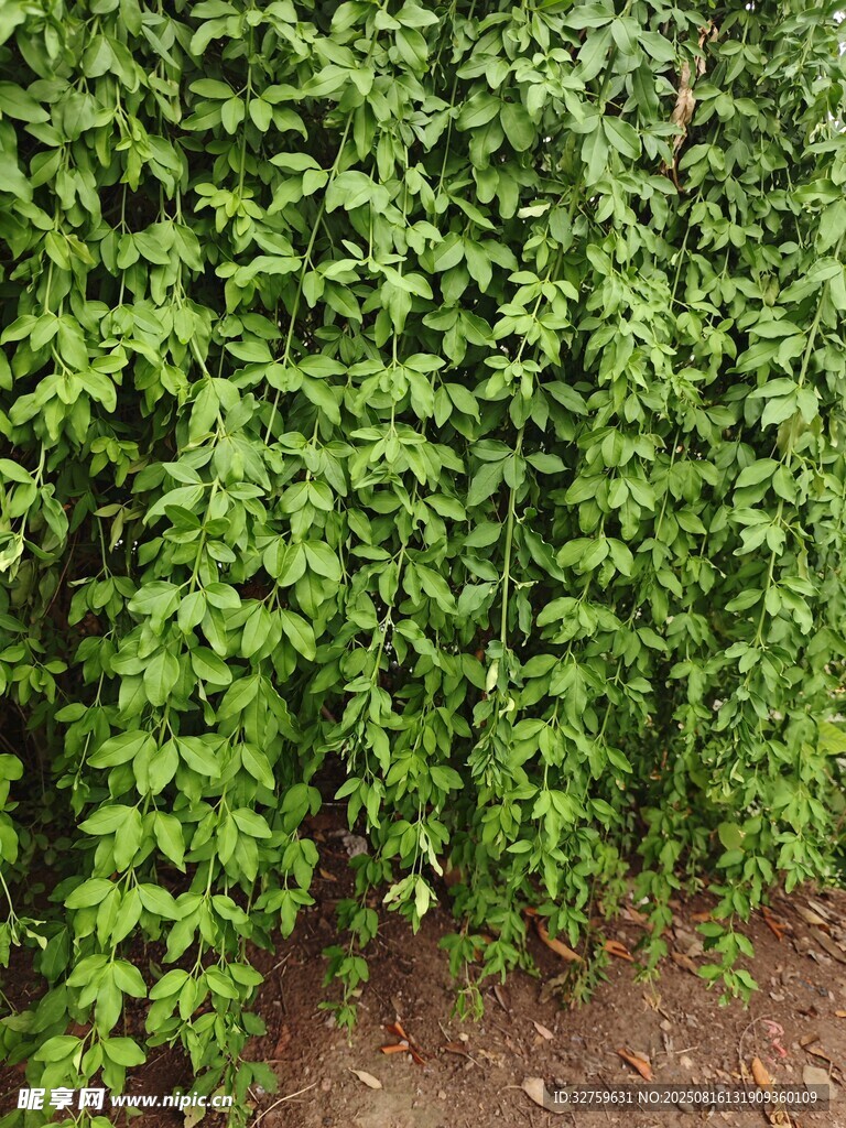 翠綠藤蔓植物墻景觀