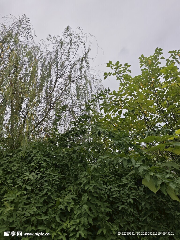 繁茂綠植與垂柳景觀
