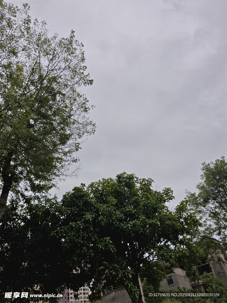 陰天時的綠樹景觀