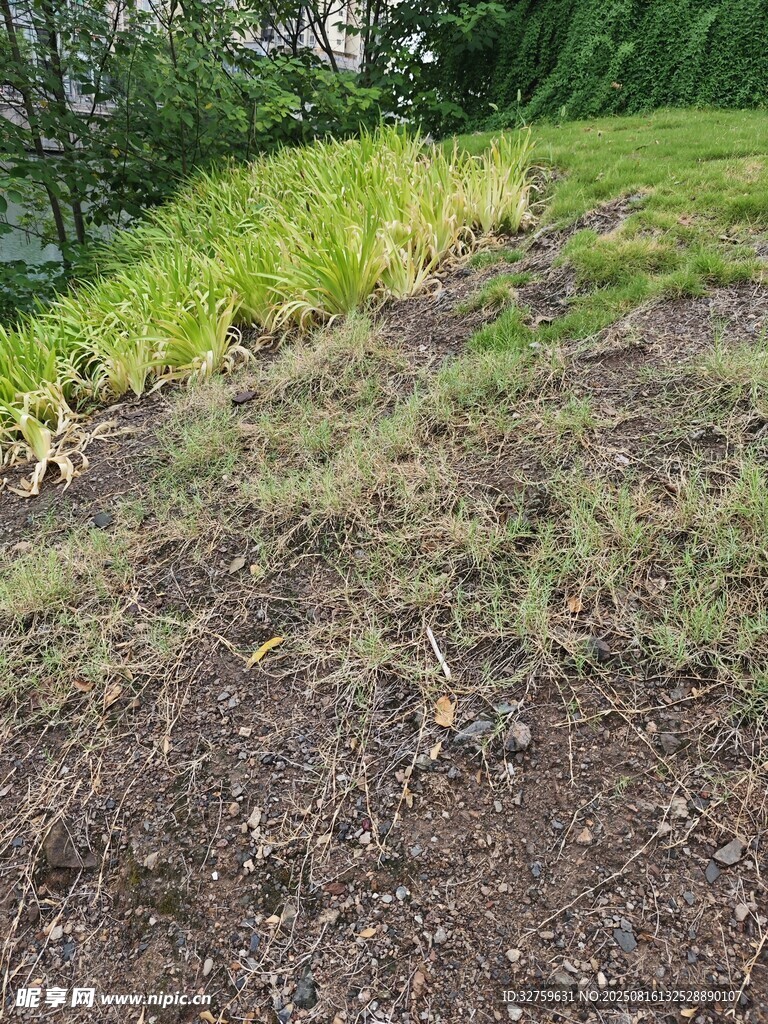 戶外草地景觀