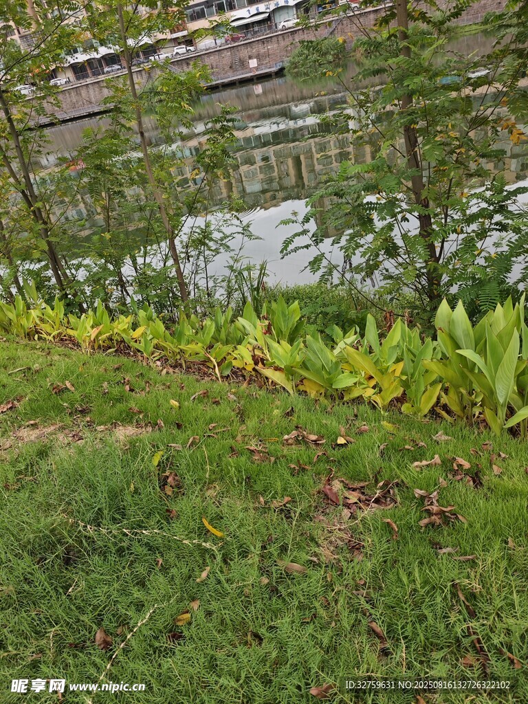 岸邊綠植景觀