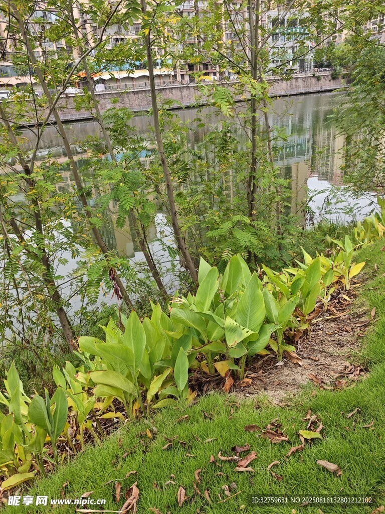 水邊綠植景觀