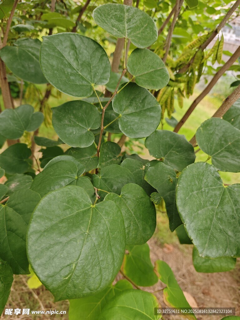 綠葉繁茂的植物特寫(xiě)
