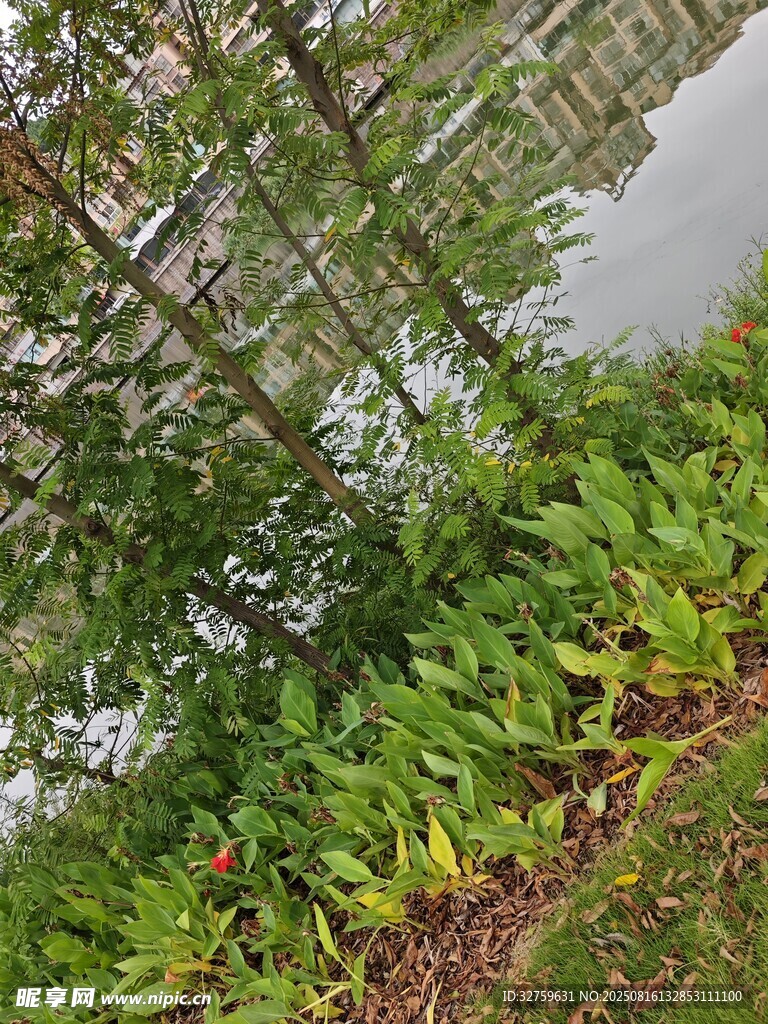 水邊綠植景觀