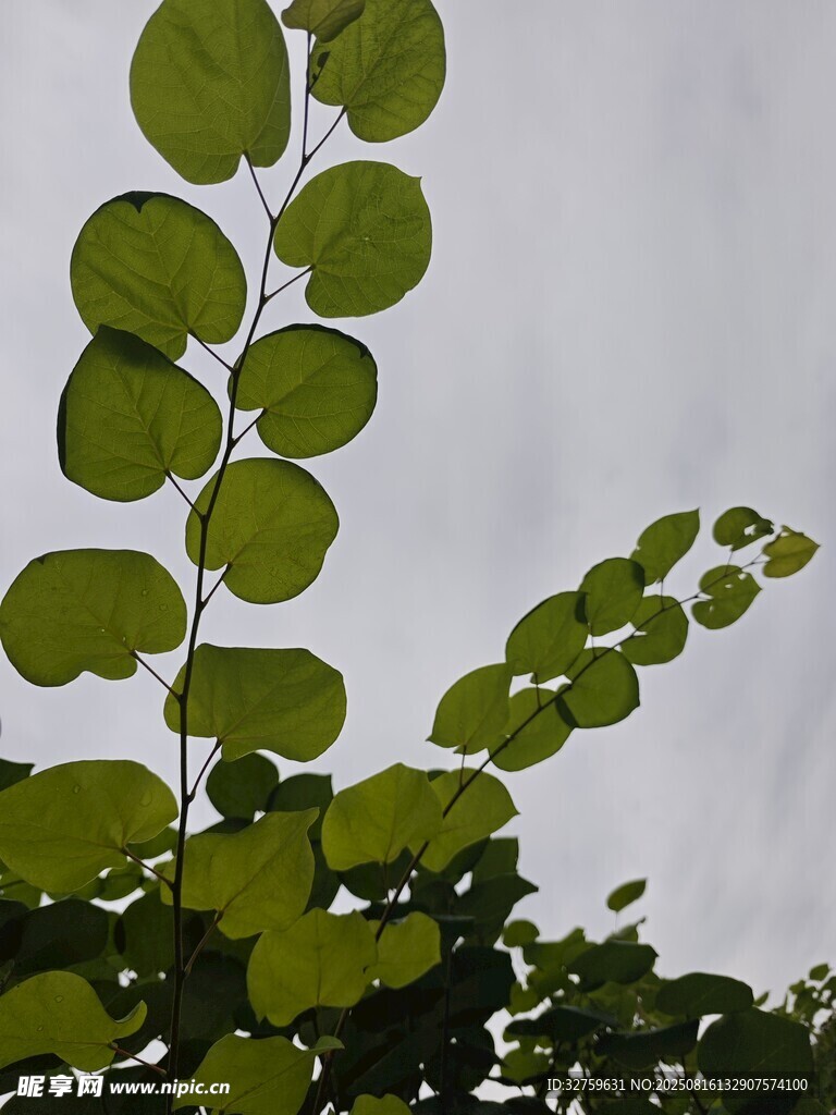 翠綠葉片植物特寫
