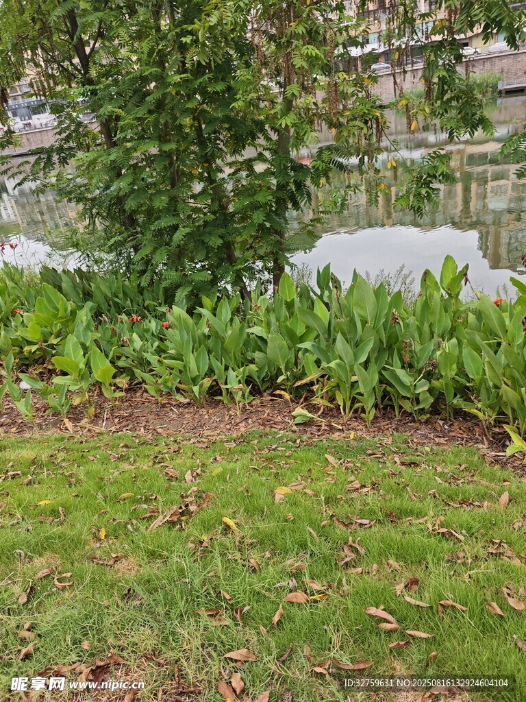 戶(hù)外綠植與草地景觀