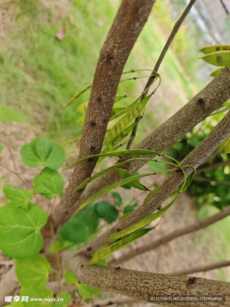 樹枝上的嫩綠葉片