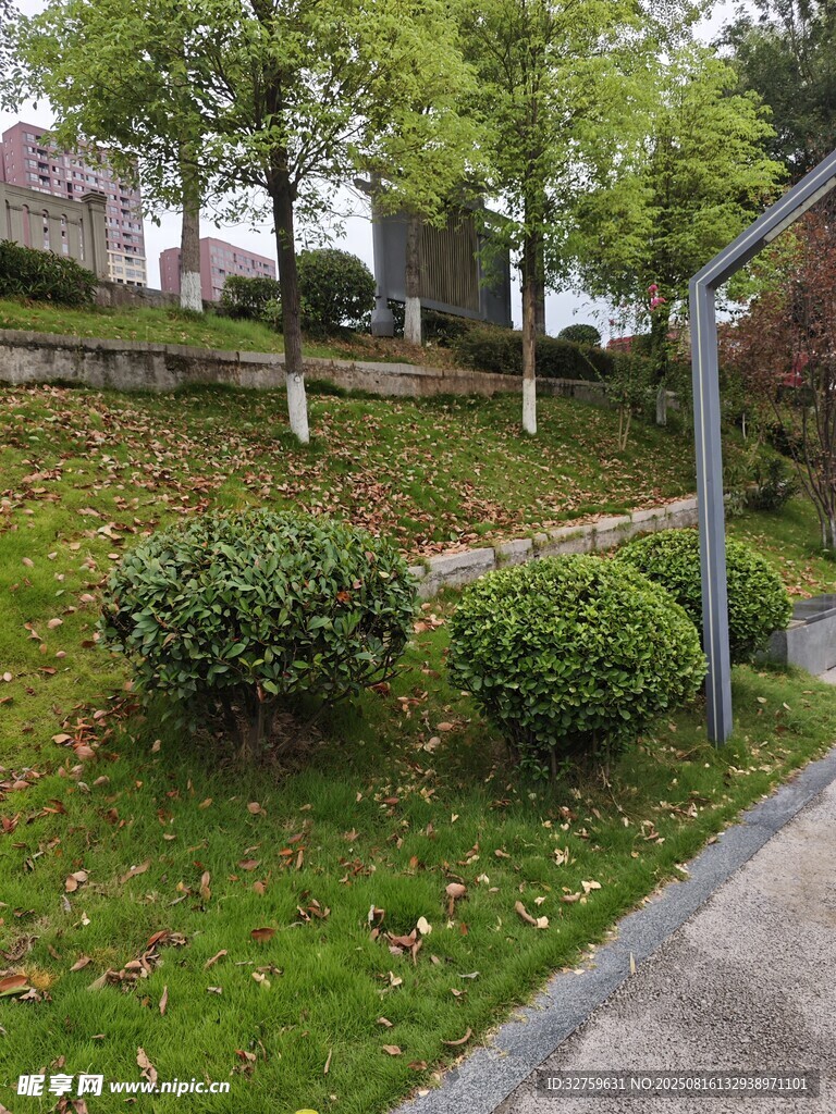 路邊綠意盎然的灌木景觀