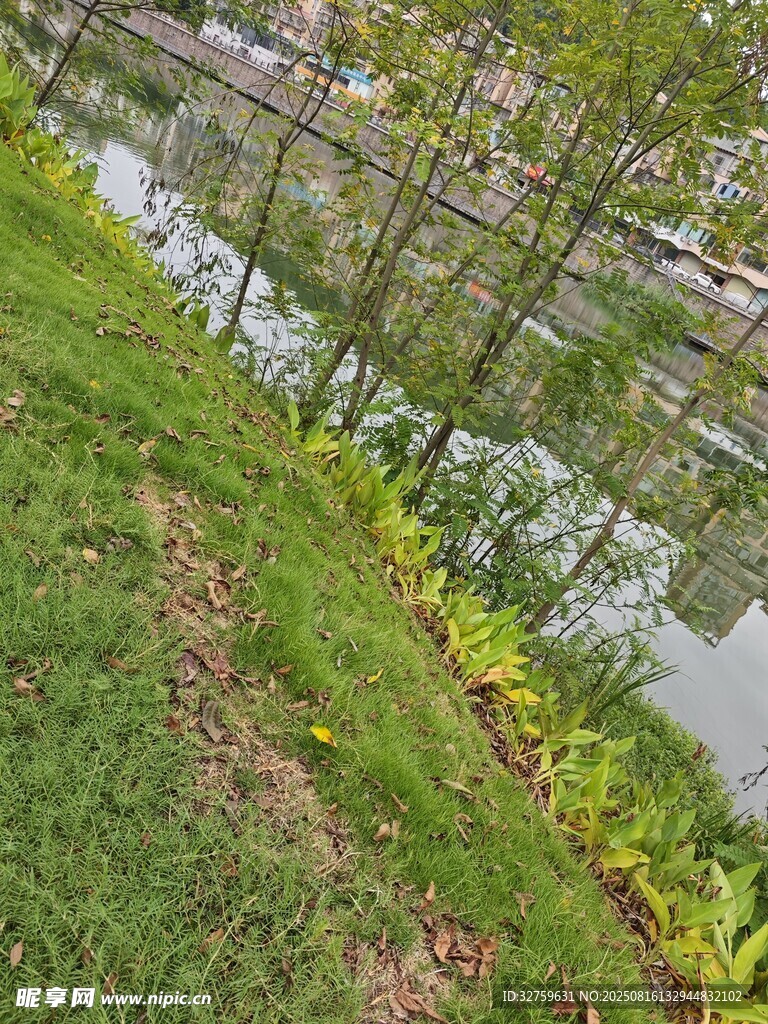 河畔綠植風景