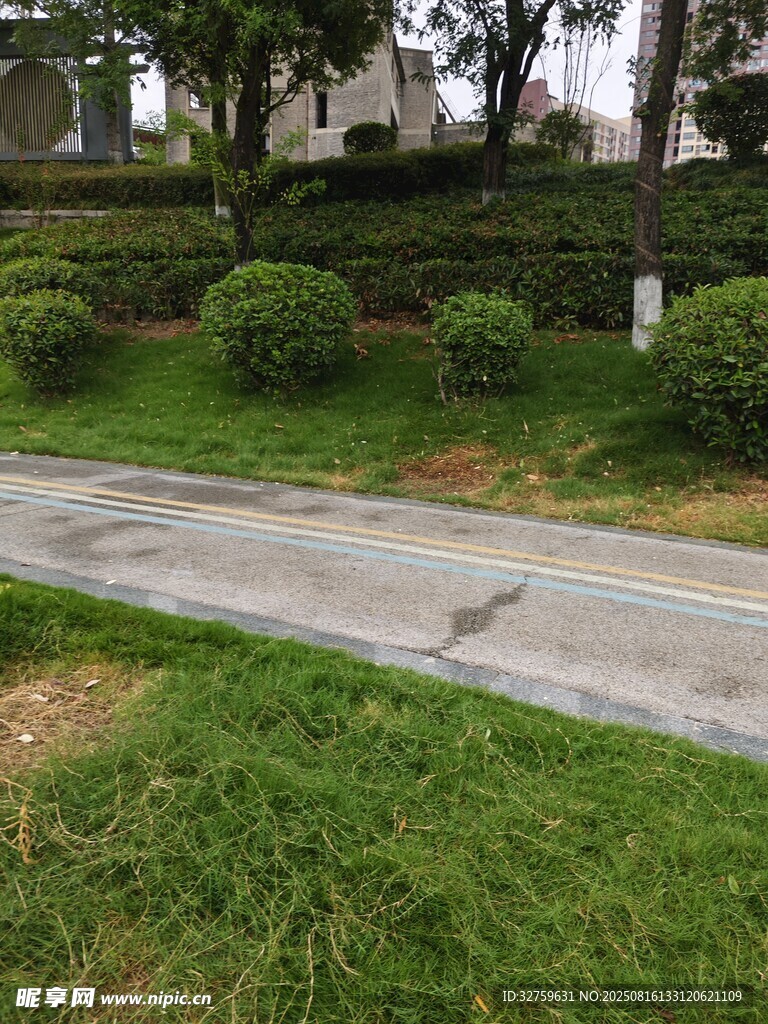 路邊綠意盎然的草地景觀
