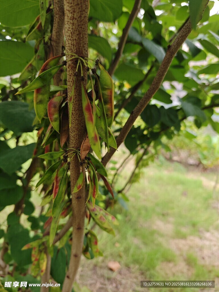 樹(shù)上垂下的多彩藤蔓植物