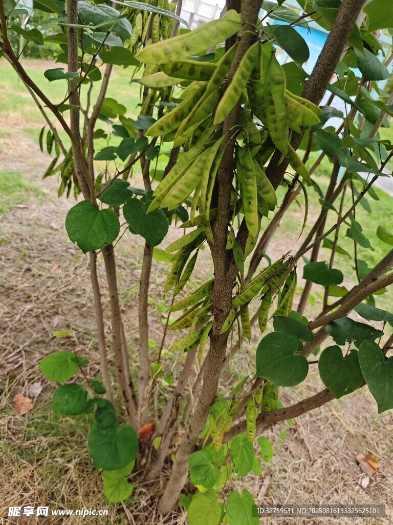 枝頭掛滿綠色豆莢