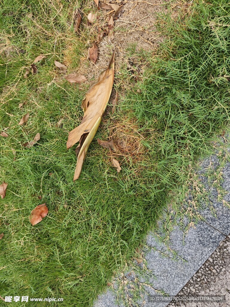 草地上的枯葉
