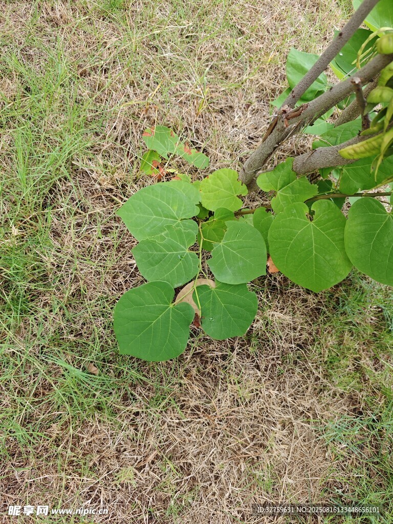 地面上的綠色植物葉片