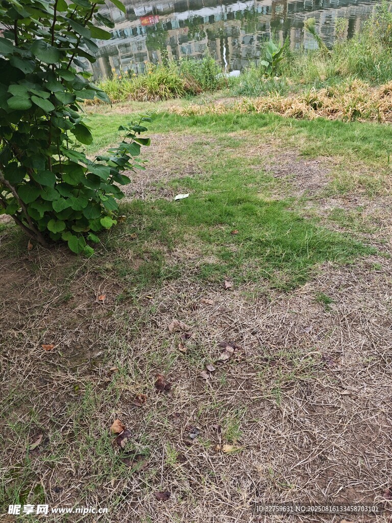 戶外草地與綠植景觀