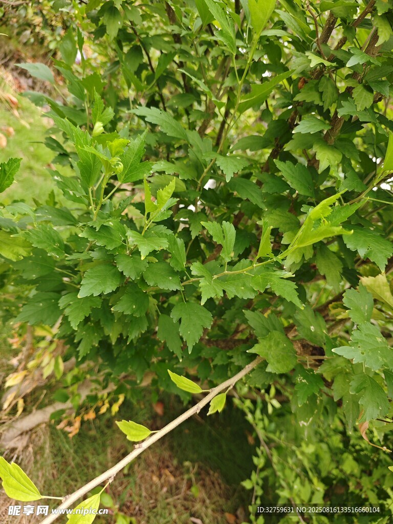 綠葉繁茂的蓬勃植物