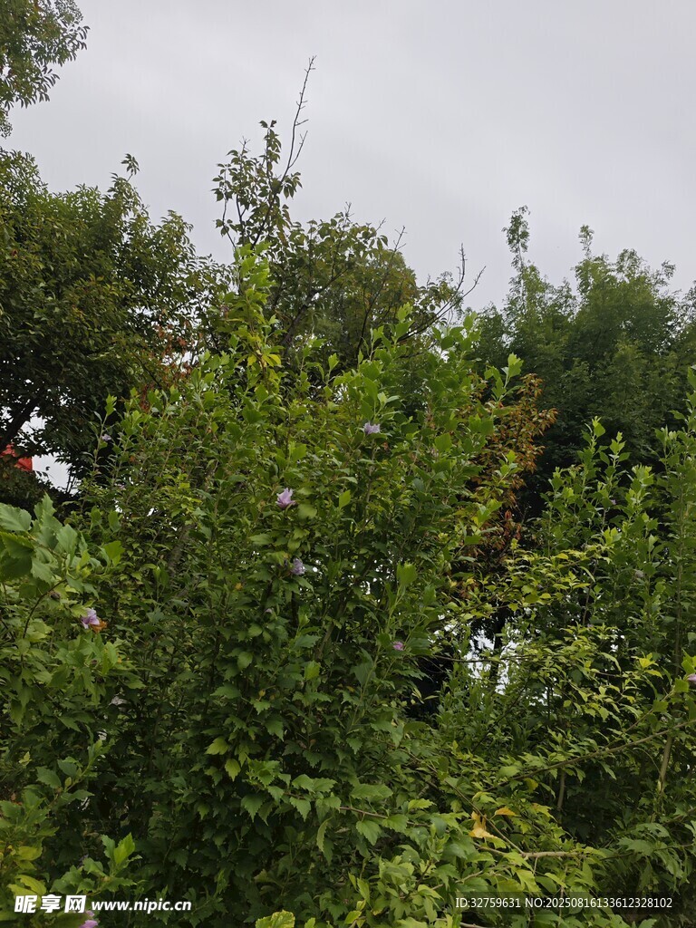 繁茂綠樹 
