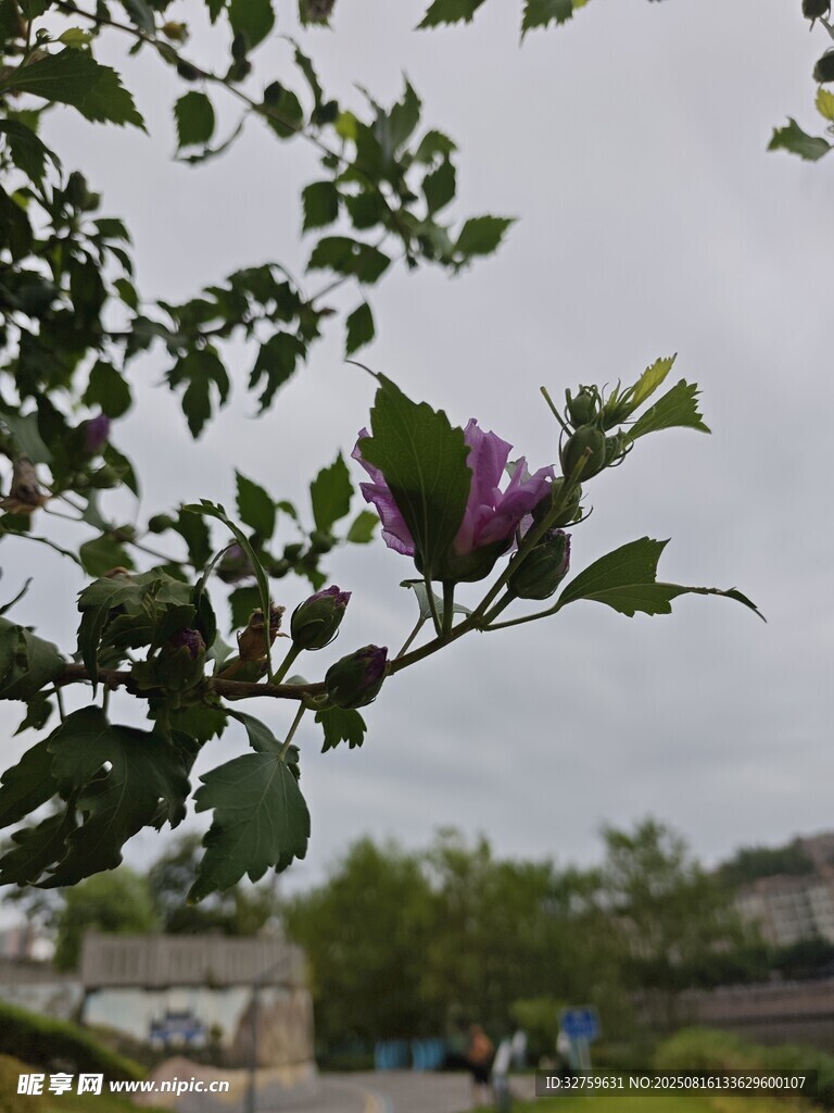 枝頭綻放的紫色花朵