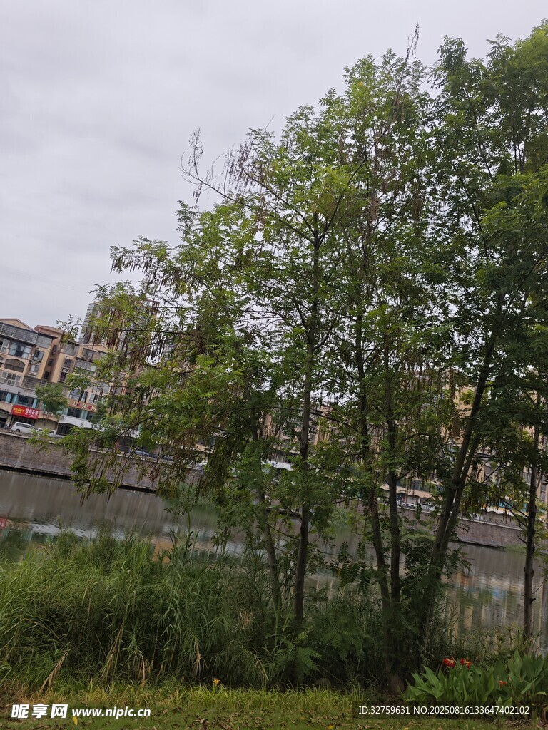 戶外綠樹與遠(yuǎn)處建筑景觀