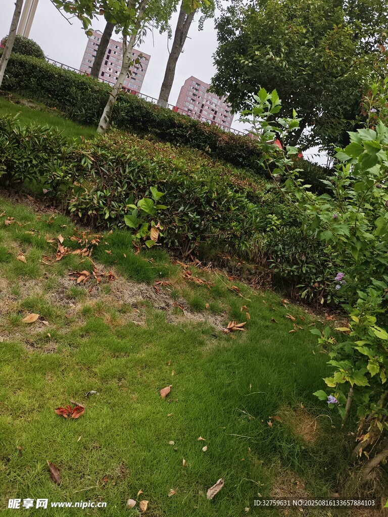戶外綠意盎然的花園景致