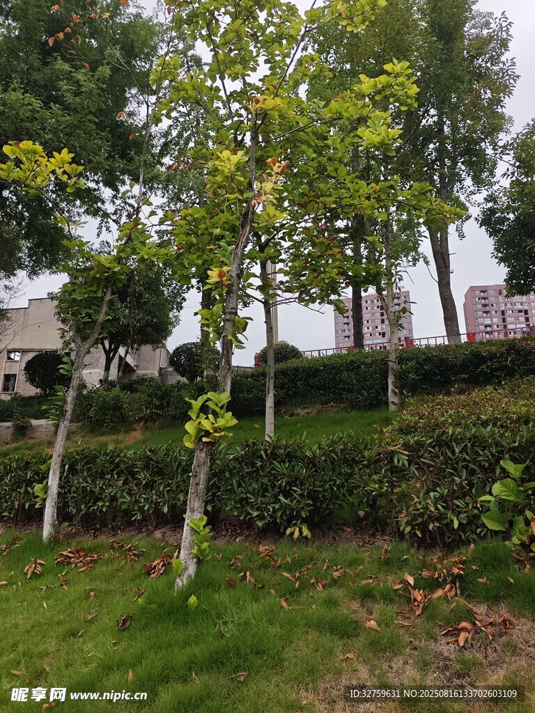 綠意盎然的園林景觀