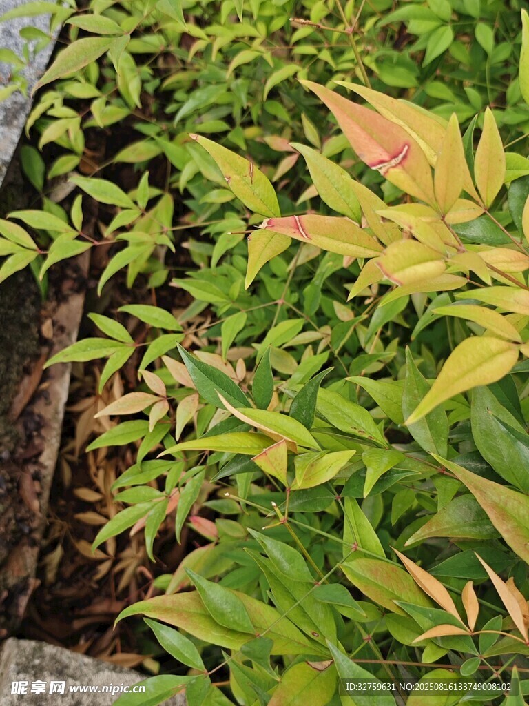 多彩葉片的植物景觀