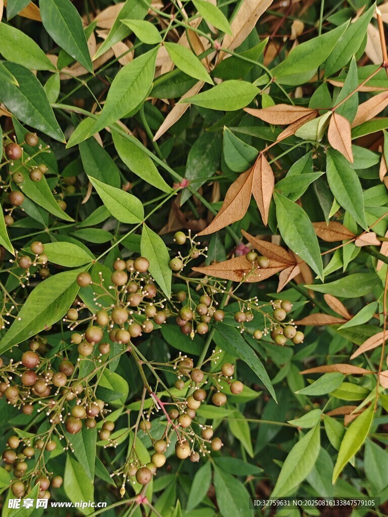 綠葉間的小果實(shí)