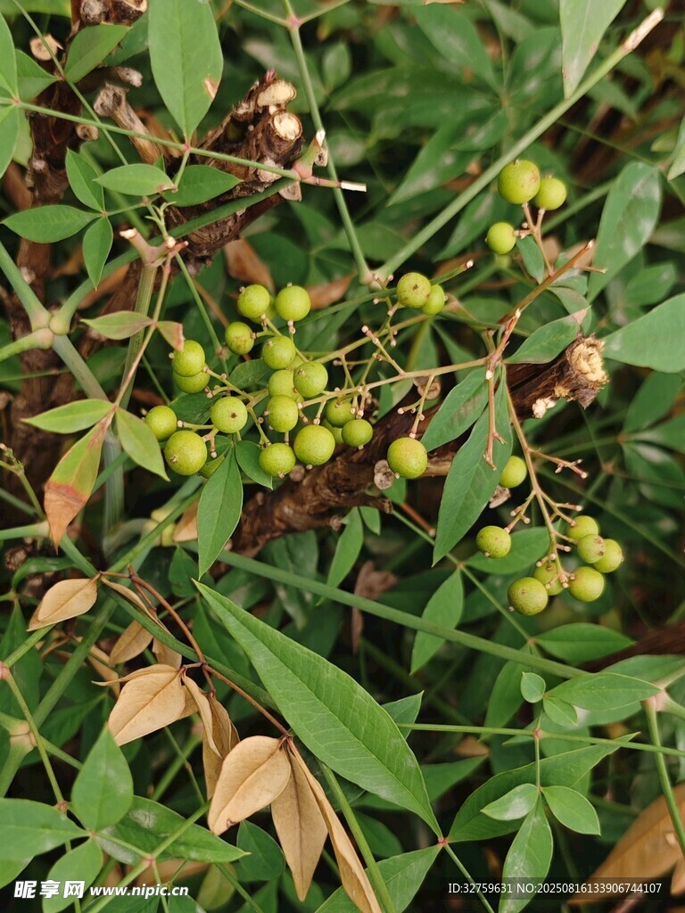 綠葉間的黃色小果實(shí)