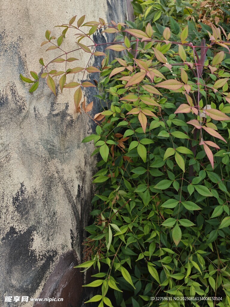墻邊綠植