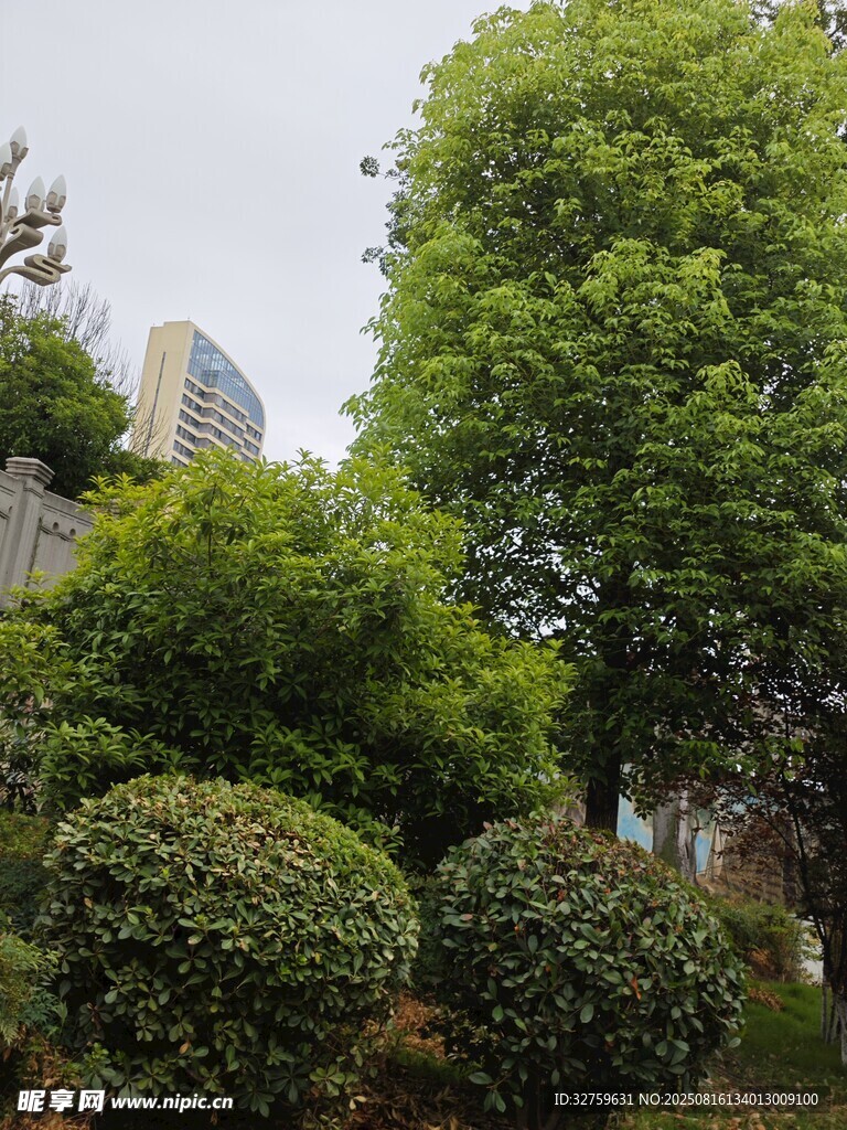 城市中蔥郁的綠植景觀