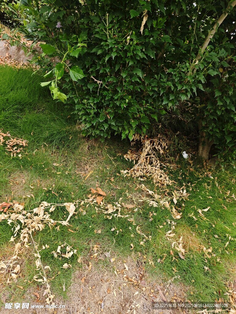 草地旁的灌木叢與落葉