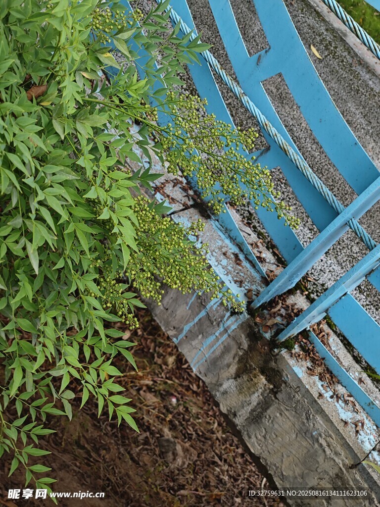 藍(lán)色圍欄旁的綠植與昆蟲(chóng)