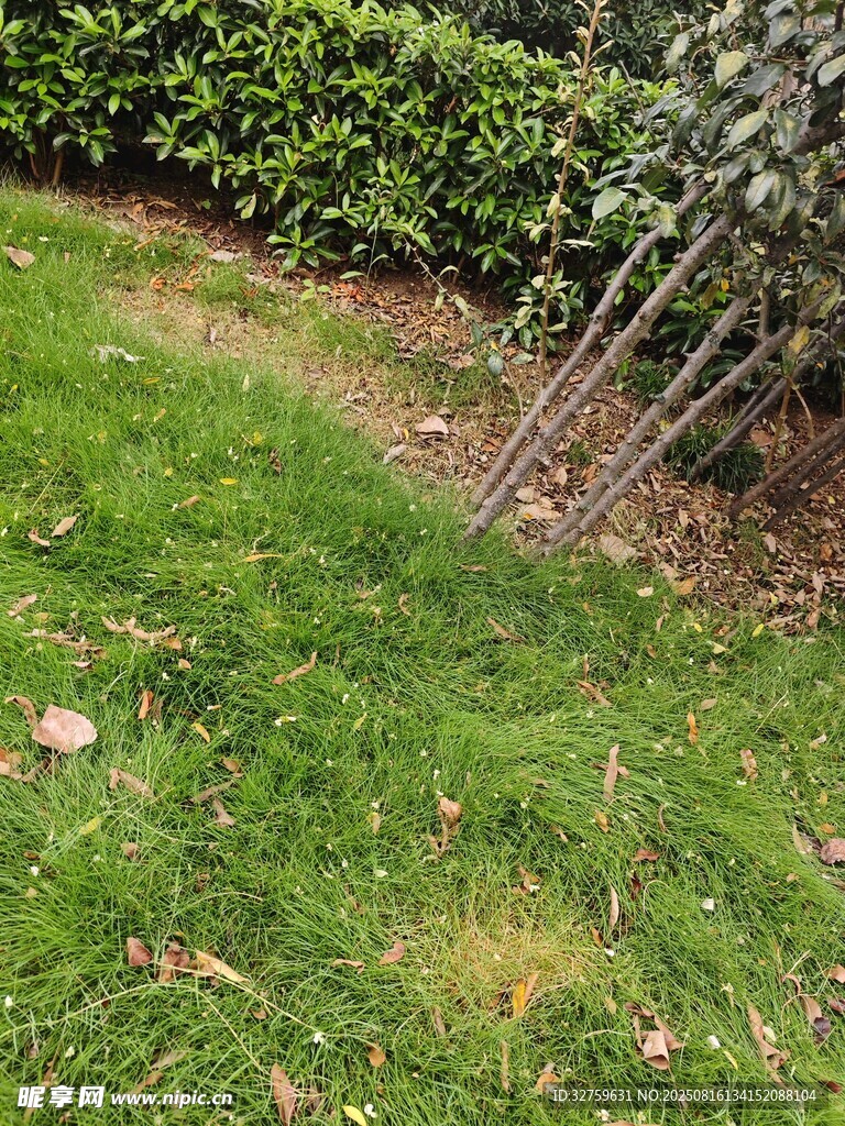戶外草地與植物景觀