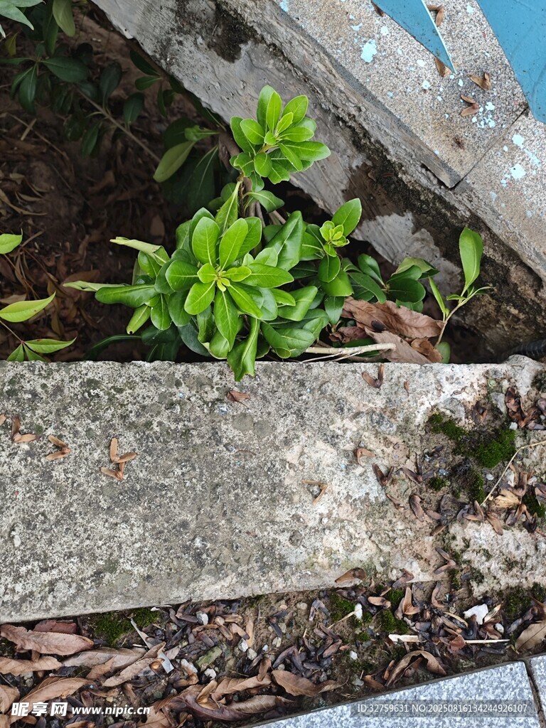 墻邊生長的嫩綠小植物