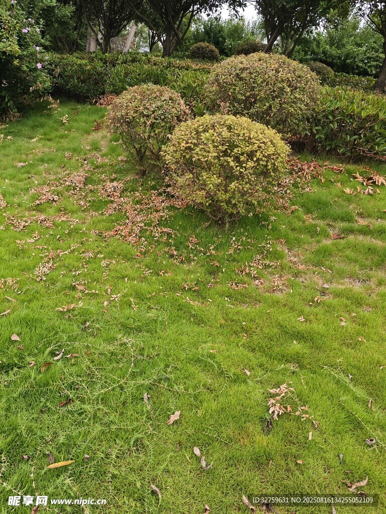 綠意盎然的庭院綠植景觀