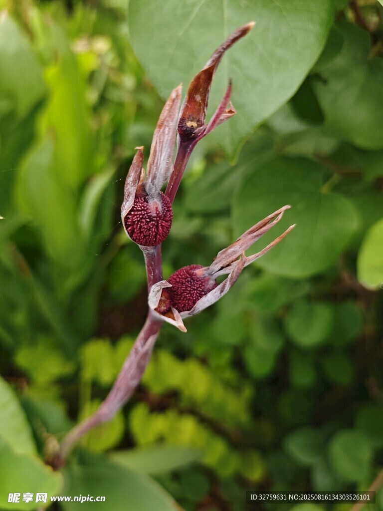紫色奇特花卉特寫