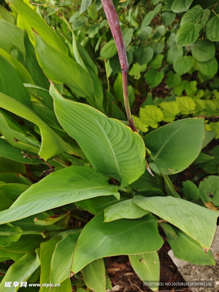 綠葉蔥蘢的玉簪植物