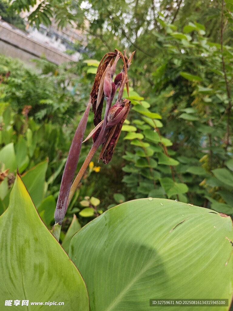 美人蕉特寫