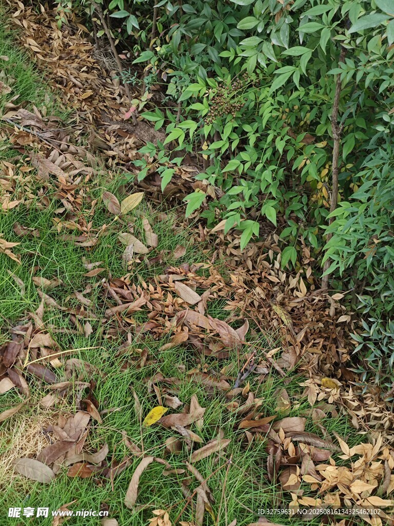 草地落葉與綠植景象