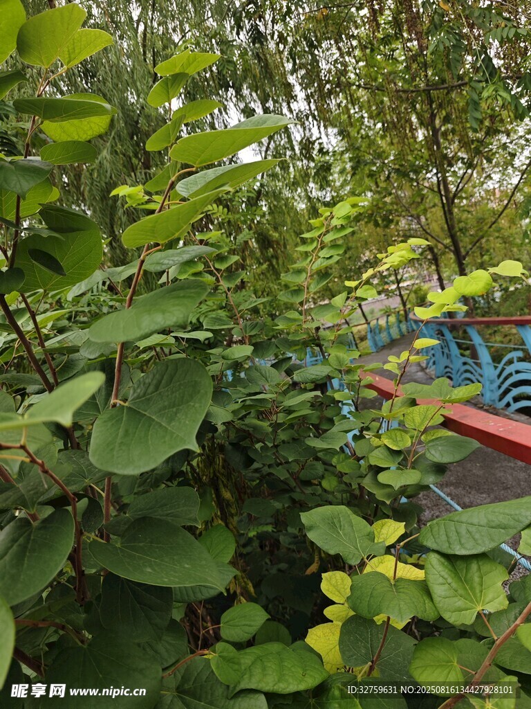 綠意盎然的戶(hù)外植物景觀