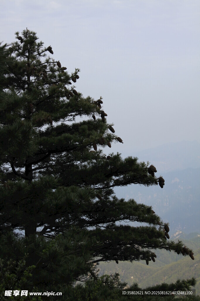 孤松挺立山間