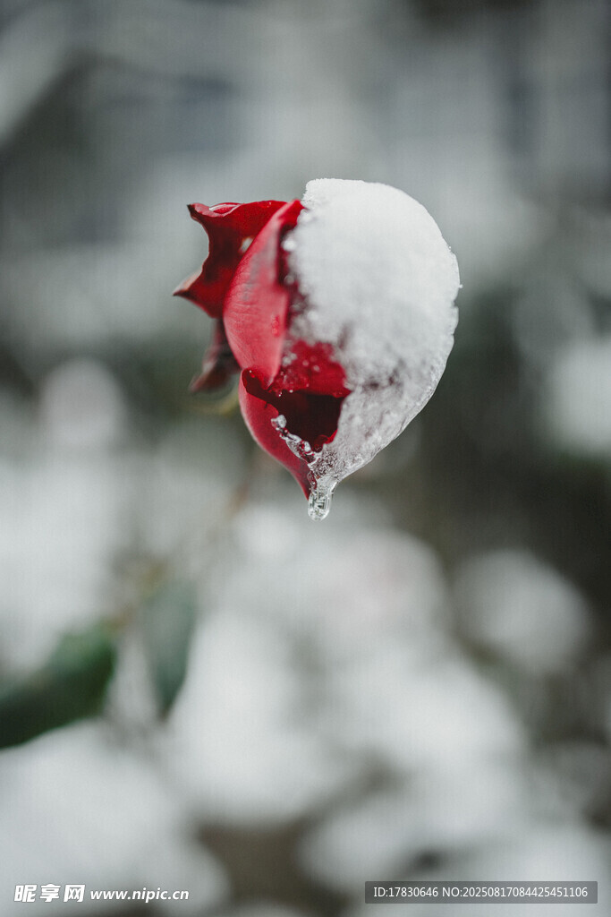 雪中紅玫瑰綻放