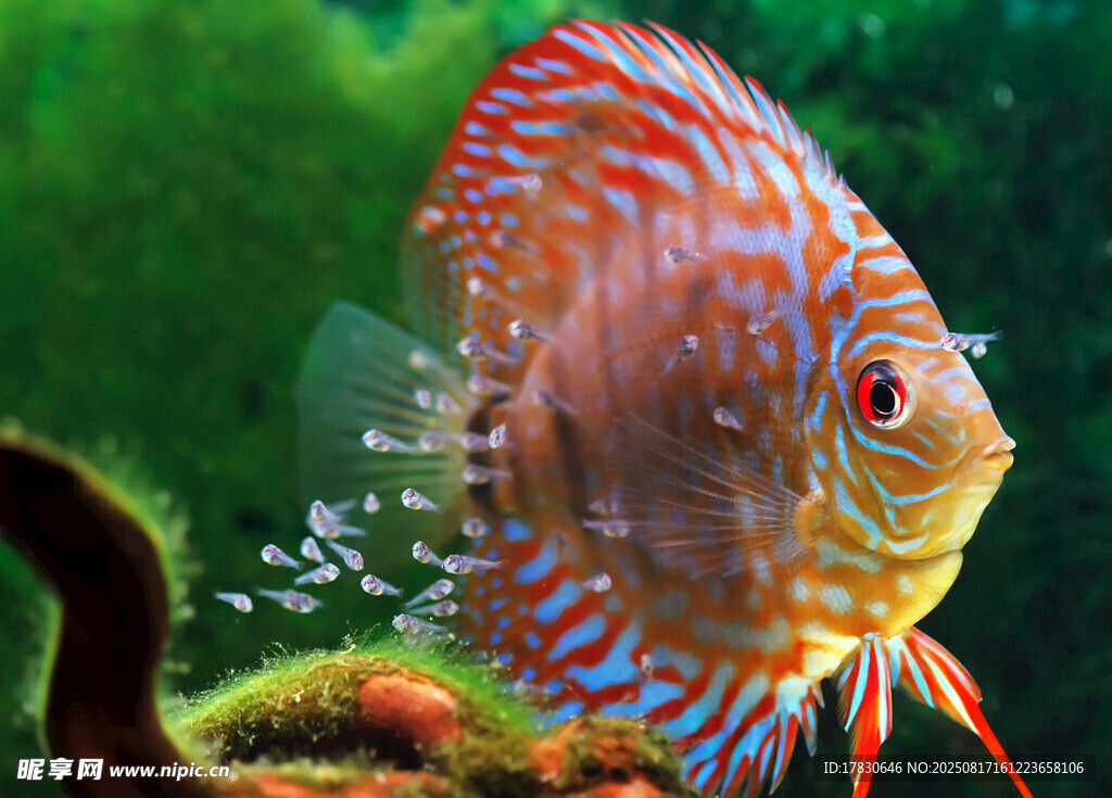 絢麗七彩神仙魚(yú)水中游