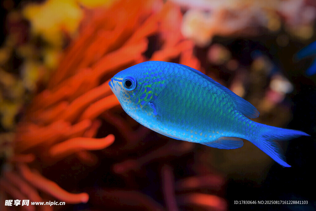 藍(lán)色小魚暢游珊瑚間
